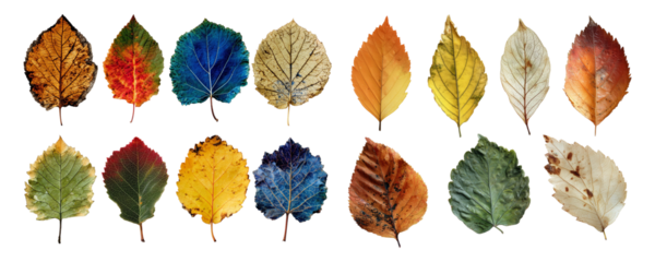 Colorful leaves collection on the plane