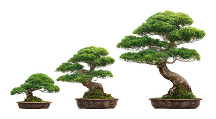 Bonsai tree care techniques garden tutorial natural light overview isolated on transparent background