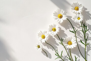 Photo of white daisies on a plain background, with shadows cast by the flowers