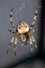 Close up of a UK garden spider on its web waiting for food scary