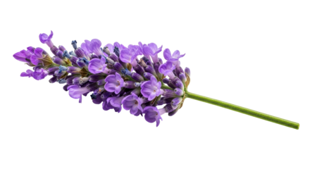 Isolated Sprig of Lavender