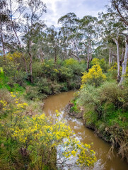 Golden Wattle in Melbourne Australia