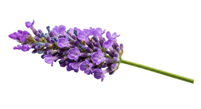 Isolated Sprig of Lavender