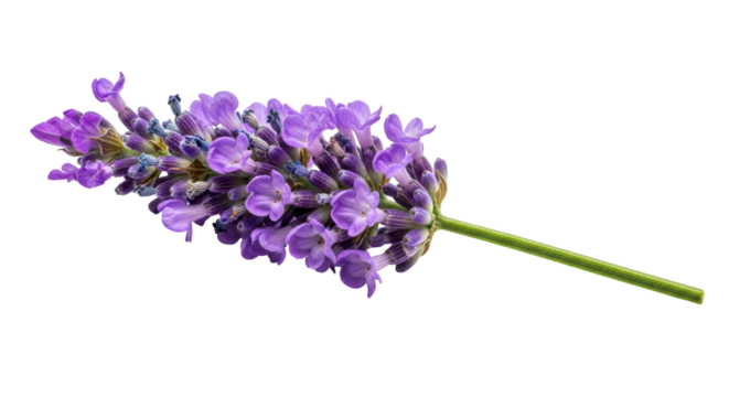 Isolated Sprig of Lavender