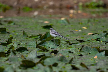 white wagtail