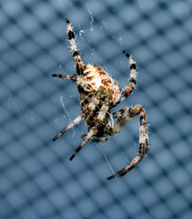 Close up of a UK garden spider on its web waiting for food scary