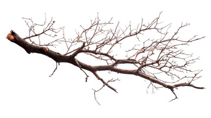 Singular Pruned Tree Branch in Autumn