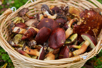 Wicker Basket Full of Freshly Foraged Bolete Mushrooms