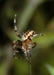 Close up of a UK garden spider on its web waiting for food scary