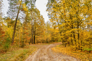 Winding Dirt Road in a Golden Autumn Forest
