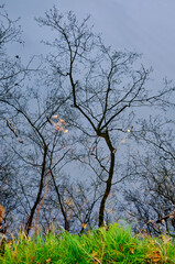 Obraz premium Reflection of Bare Trees in Calm Water