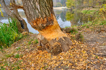 Close-up of a Tree Gnawed by a Beaver