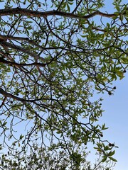 Jenipapeiro (Genipa americana)