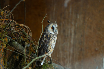 owl rescue animal theme in shelter sitting portrait in wooden cabin closed space