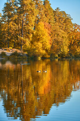Autumn Lakeside with Forest Reflection