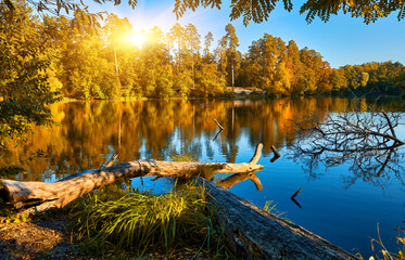 Fototapeta premium Fallen Logs on a Forest Lake