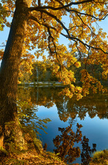 Oak Tree by an Autumn Lake