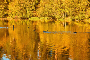 Flock of Ducks on Golden Pond