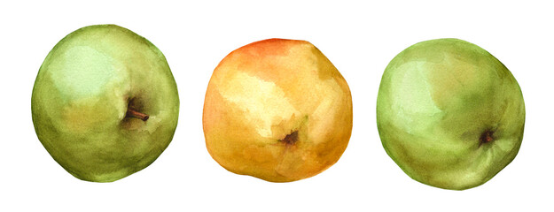 Set of watercolor illustrations of fresh green and yellow apples on a white background. Natural ripe fruits for packaging and menu design