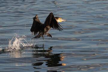 A Great Cormorant takes flight after catching a fish