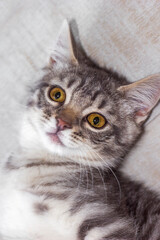Cute tabby kitten close up, pets joy