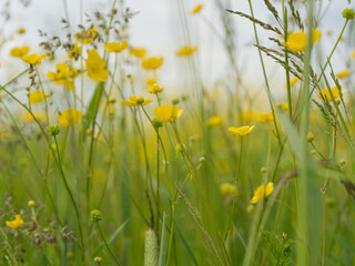 Yellow buttercup flower among green grass and meadow plants. Summer landscape in natural environment, close-up of wild nature.