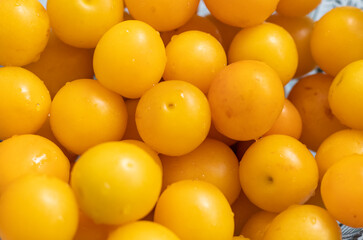 Close up shot of the yellow cherry plums. Harvest