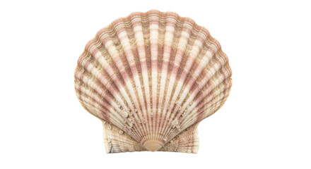 Isolated Scallop Sea Shell Single