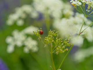 Close-up of a ladybug on a green stem among white meadow flowers. Summer nature, macro photography of wild flora and insects.