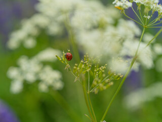 Close-up of a ladybug on a green stem among white meadow flowers. Summer nature, macro photography of wild flora and insects.