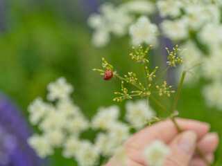 Hand holding a green stem with a ladybug against a background of white meadow flowers. Macro nature photography, summer landscape with flora and insects.