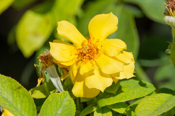 Flor amarilla