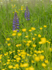 Purple lupin among bright yellow wildflowers. Summer meadow with contrasting colors of nature, harmony of wild flora, and natural beauty.