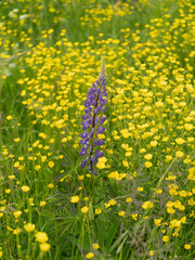 Purple lupin among bright yellow wildflowers. Summer meadow with contrasting colors of nature, harmony of wild flora, and natural beauty.