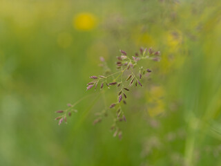 Close-up of a wild grass stem with seeds against a blurred background of yellow flowers and green meadow. Summer nature with natural texture and soft tones.