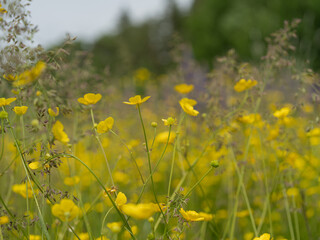 Summer meadow with bright yellow buttercup flowers. Close-up shot with green grass and softly blurred trees in the background. Warm atmosphere and vivid wild nature.