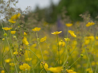 Summer meadow with bright yellow buttercup flowers. Close-up shot with green grass and softly blurred trees in the background. Warm atmosphere and vivid wild nature.