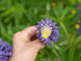 Close-up of a hand holding a blooming purple lupin flower. Gentle summer shot with green grass and yellow wildflowers in the background.