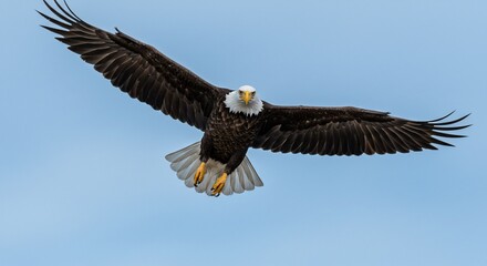 Naklejka premium Majestic Bald Eagle in Flight Against a Clear Blue Sky