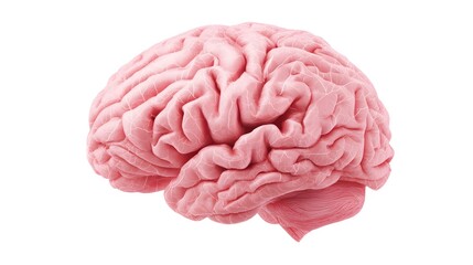 Isolated Pink Human Brain on White Background