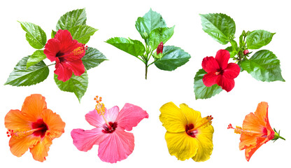 ハイビスカスの花の切抜き（背景透過）