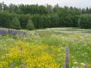 Summer landscape with a flowering meadow. Green grass and white wildflowers in the foreground, purple lupins scattered across the field, and a dense green forest on the horizon. 