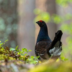 Fototapeta premium A detailed view of a black grouse, showcasing its vibrant plumage and a striking red crest, perched amongst lush forest undergrowth.
