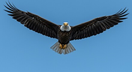 Naklejka premium Majestic Bald Eagle in Flight Against Clear Blue Sky