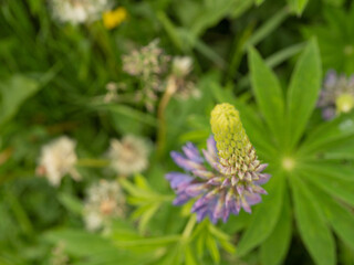 Close-up of green lupin leaves with a blooming purple bud and dry meadow inflorescences. Summer nature showing the natural cycle of blooming and fading.