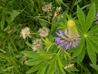 Close-up of green lupin leaves with a blooming purple bud and dry meadow inflorescences. Summer nature showing the natural cycle of blooming and fading.
