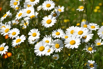 Fototapeta premium A field of blooming daisies, Sainte-Apolline, Québec, Canada