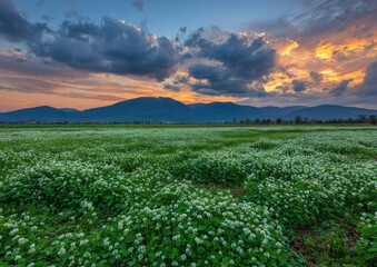 Sunset over a field of white flowers