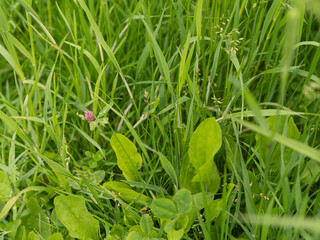 Close-up of green grass and clover leaves in a summer meadow. Natural texture of nature, freshness, and calmness of wild vegetation.