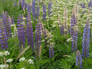 Blooming summer field with purple lupins and white wildflowers. Bright green grass, soft floral tones, and a calm natural atmosphere in the countryside landscape.